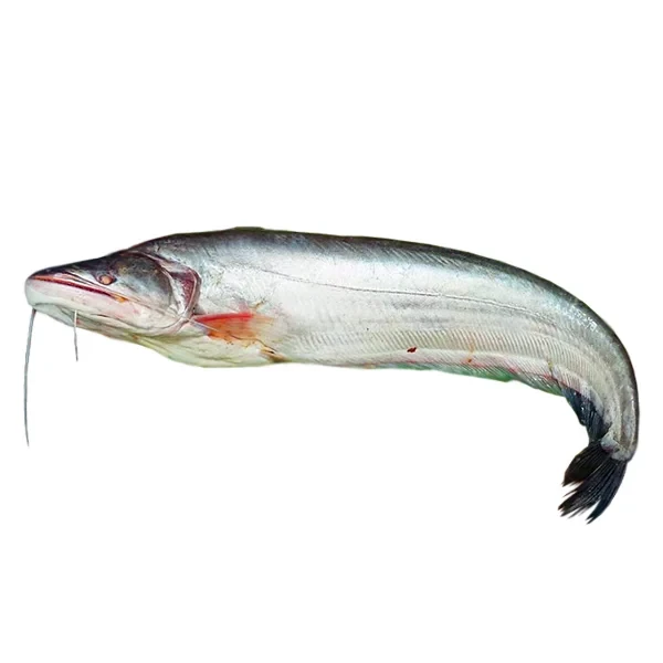 Boal Fish - বোয়াল মাছ (1kg+ Size)
