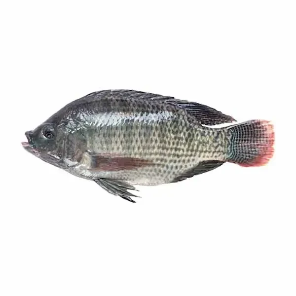 Telapia Fish