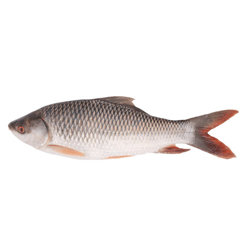 Rui Fish - রুই মাছ (Size: 1kg+)