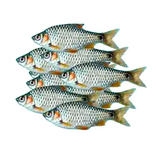 Deshi Puti Fish