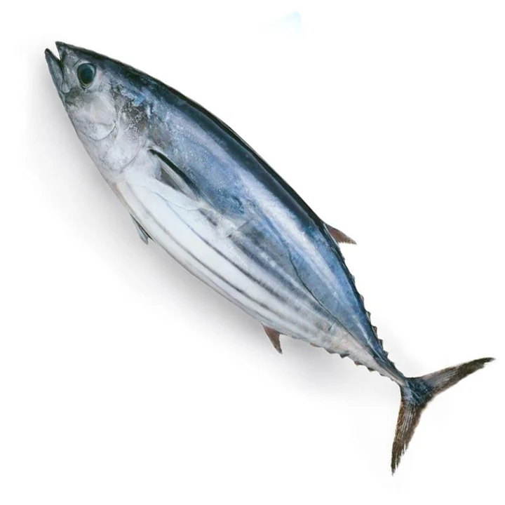 Tuna Fish