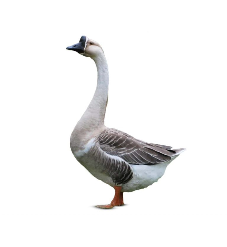 Swan Duck (Rajhash) Live