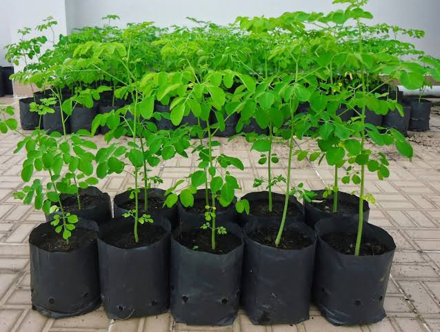 Moringa Plant (20-40 cm)