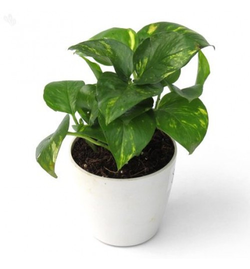 Money plant with ceramic tob