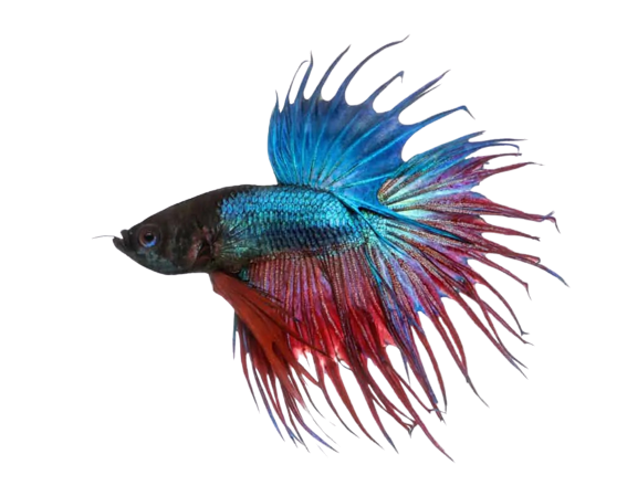 Crowntail Betta Fish