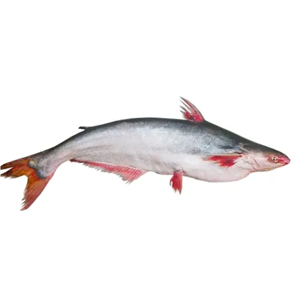 Nodir Pangash (নদীর পাঙ্গাস)