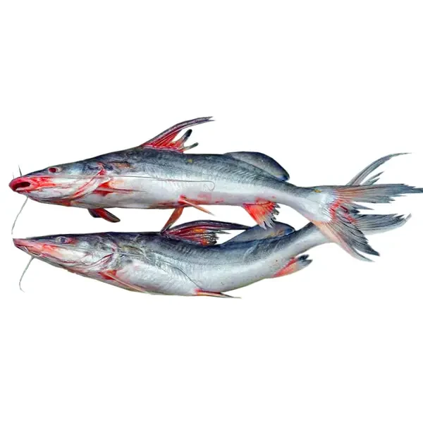 Ayer Fish 1 kg+ Size