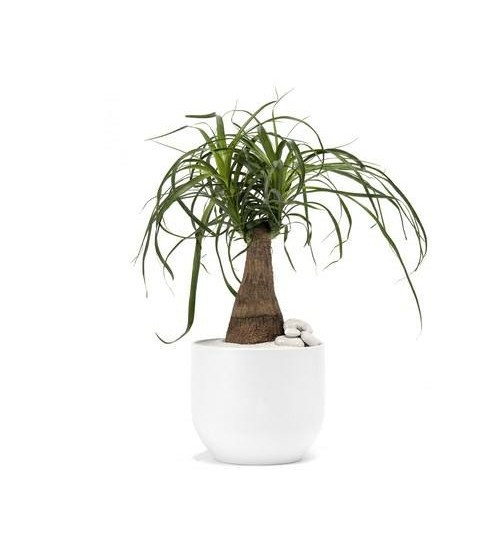 Ponytail Palm Tree