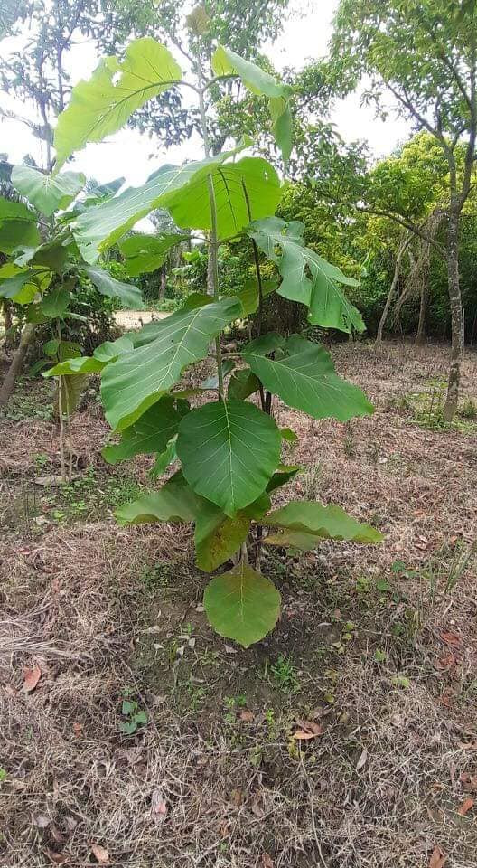 সেগুন চারা (Teak Plant)
