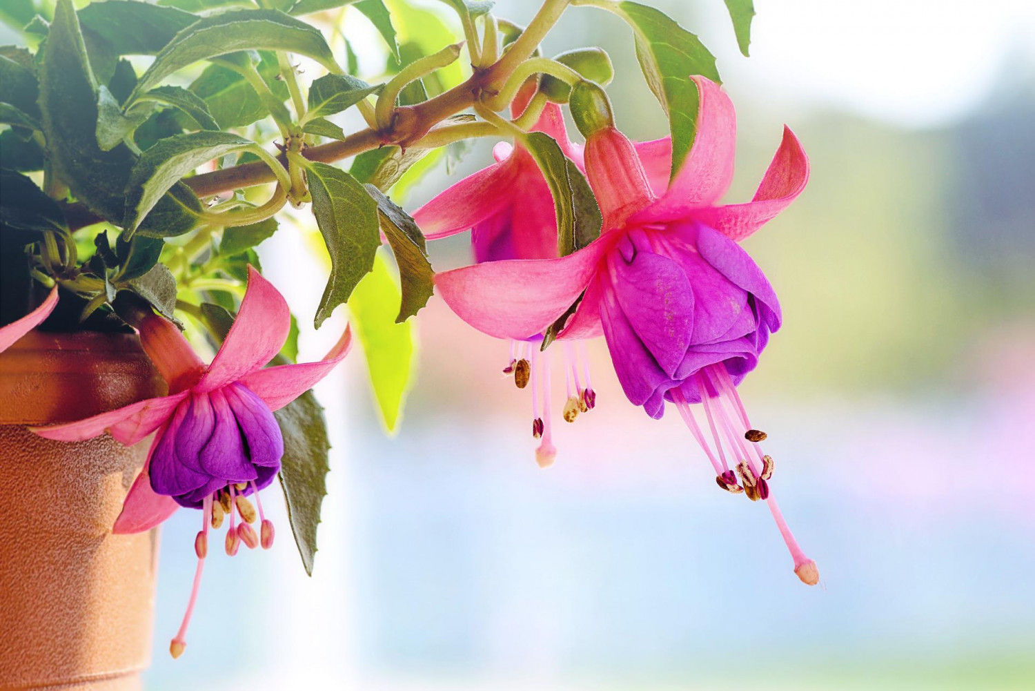 Plants, Seeds and Gardening Tools