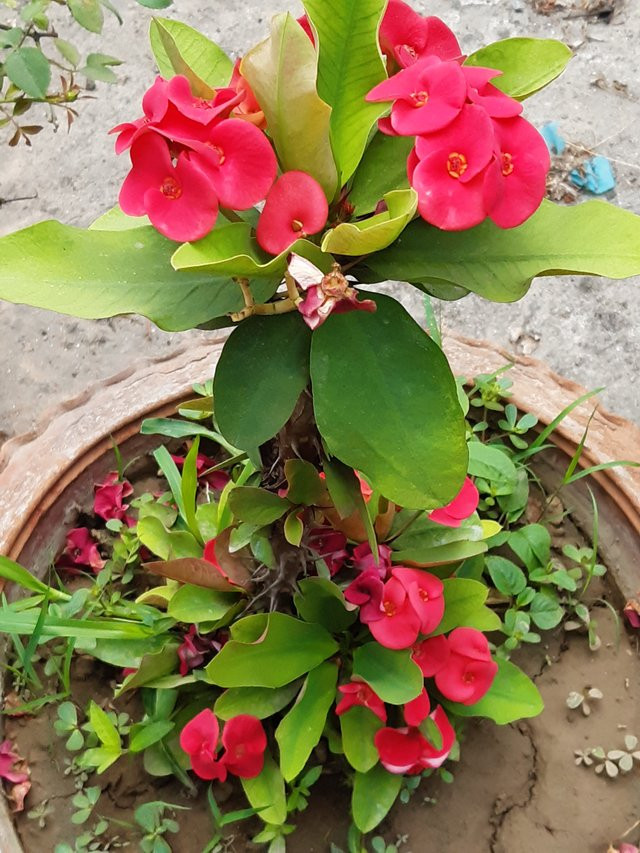 কাঁটা মুকুট || Kata Mukut Plant