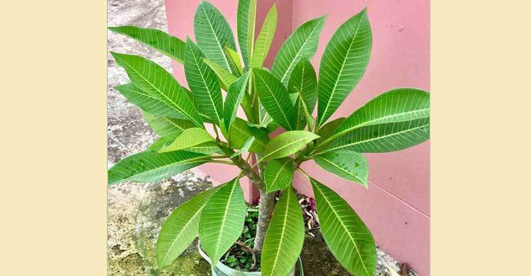 Kath golap || কাঠগোলাপ চারা