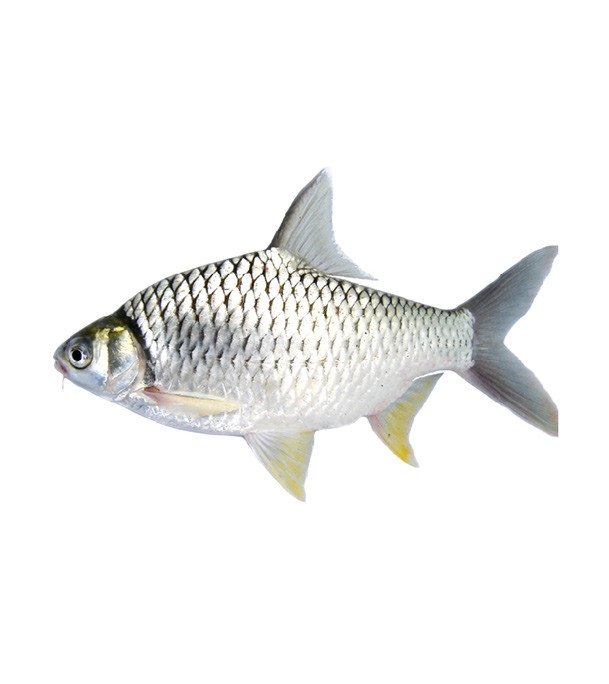 Shorputi Fish