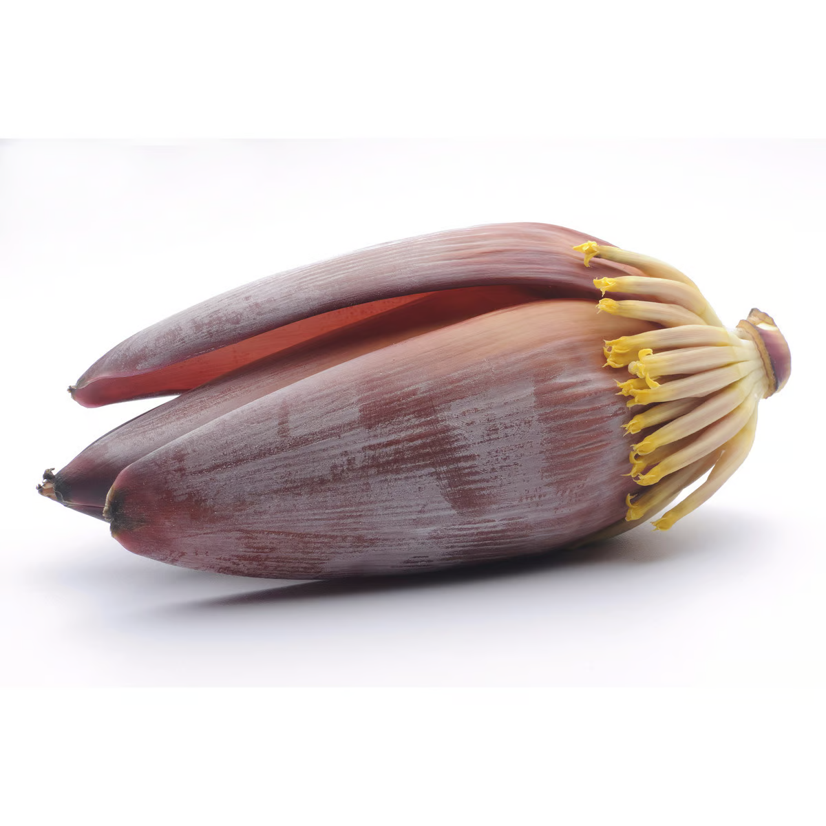 Banana Flower (Kolar Mocha)