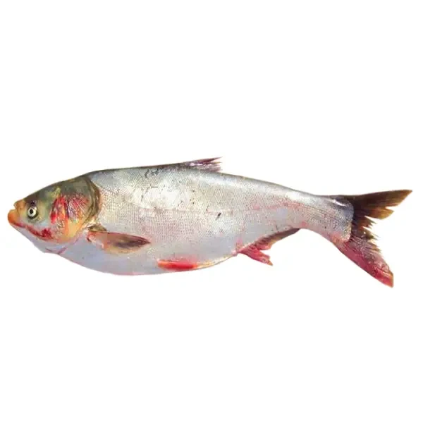Silver Carp