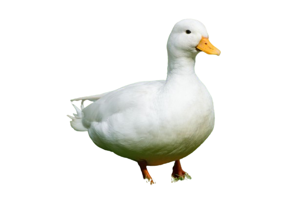 Beijing Duck