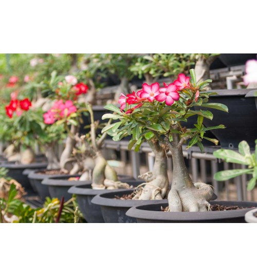 Adenium with pot