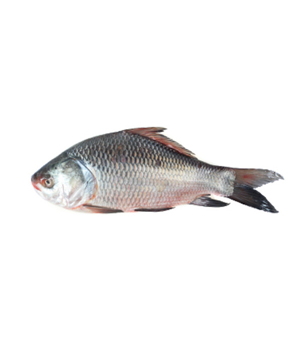 Catla Fish - Katla Fish (কাতল মাছ)
